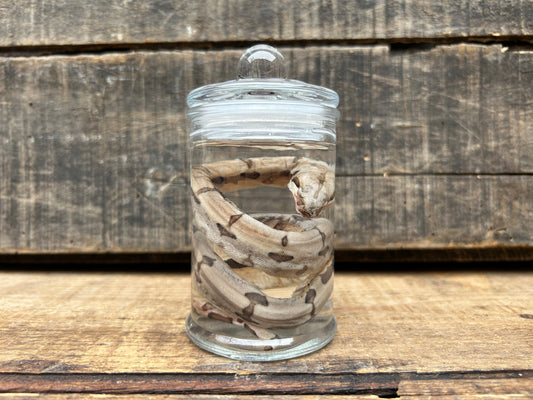 Fetal Boa Wet Specimen