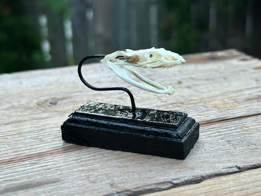 Asian Vine Snake Skulls on Stand