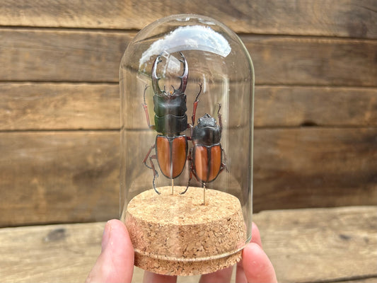 Stag Beetle Display (Male & Female)