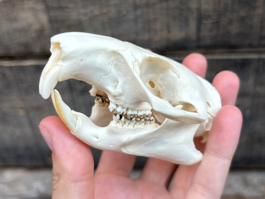 Groundhog Skull