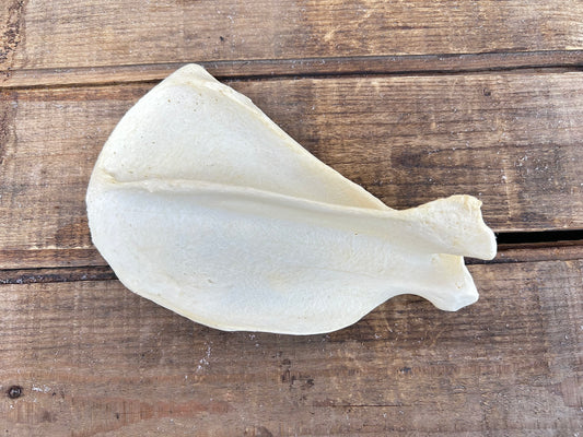 Wolf Scapula