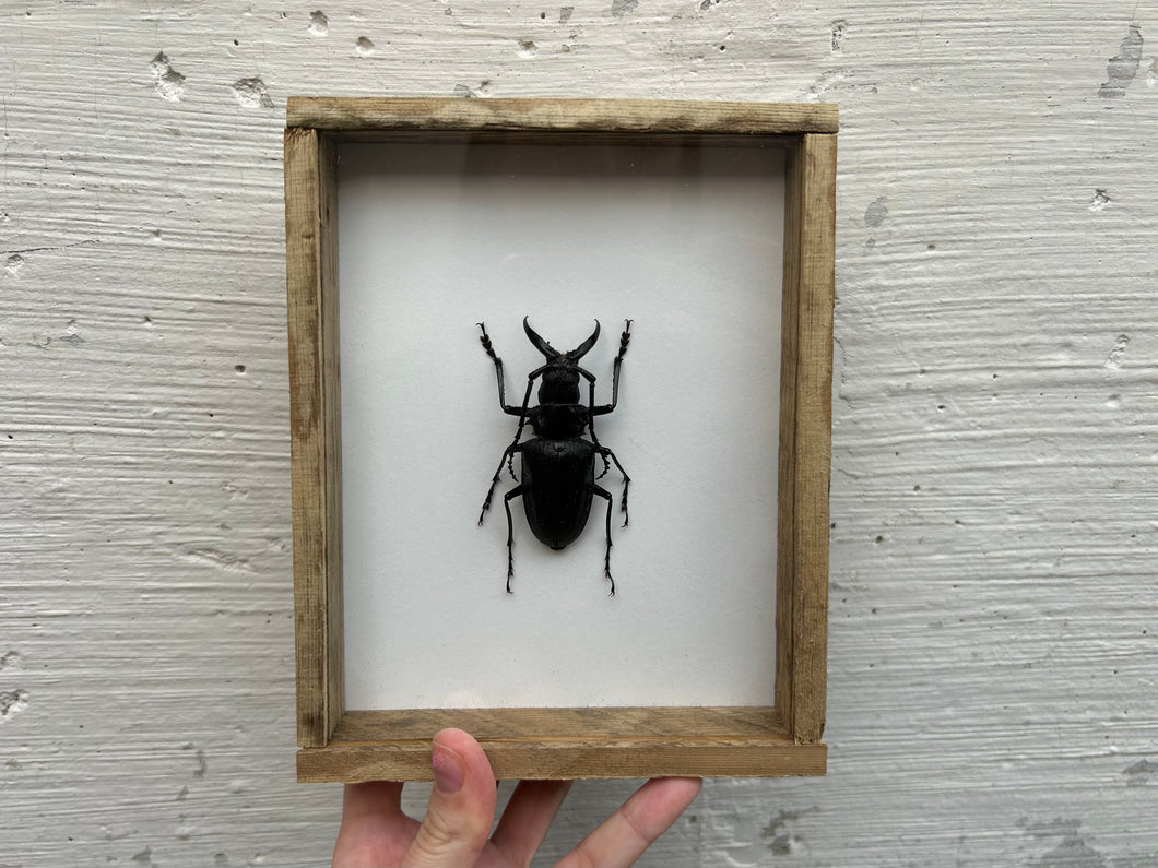Framed Walrus Tusk Beetle