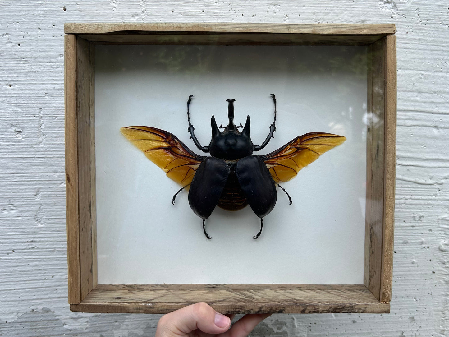 Framed Actaeon Beetle