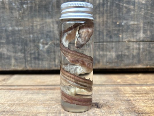 Fetal Boa Wet Specimen