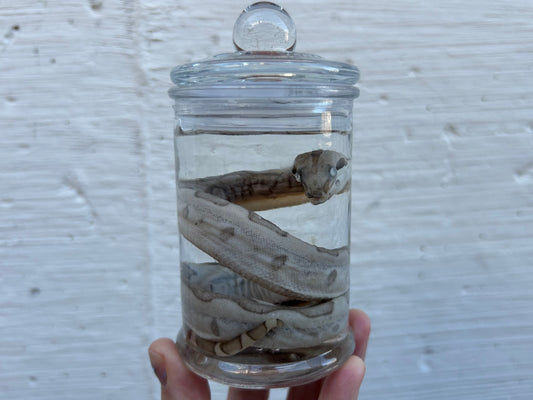 Fetal Boa Wet Specimen