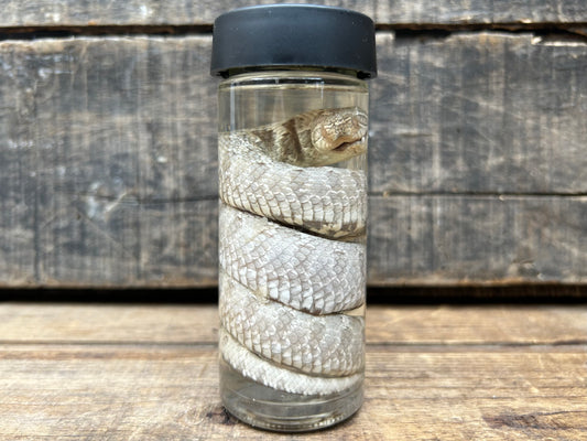 Baby Hognose Snake Wet Specimen