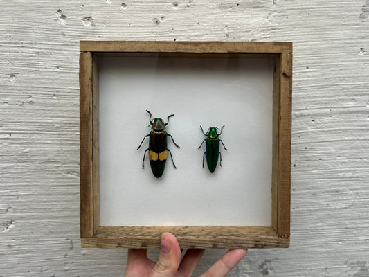 Framed Jewel Beetles