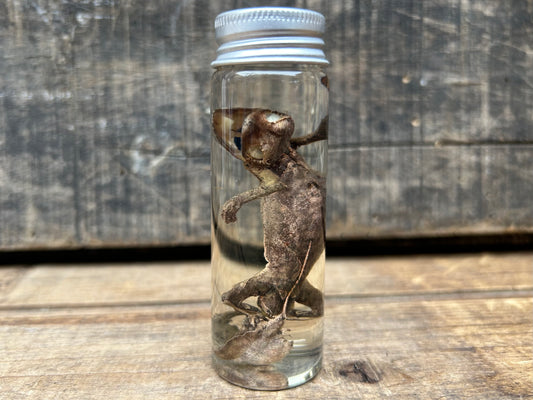 Leaf-Tailed Gecko Wet Specimen
