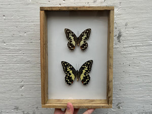 Framed Lime Butterflies