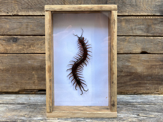 Framed Giant Centipede