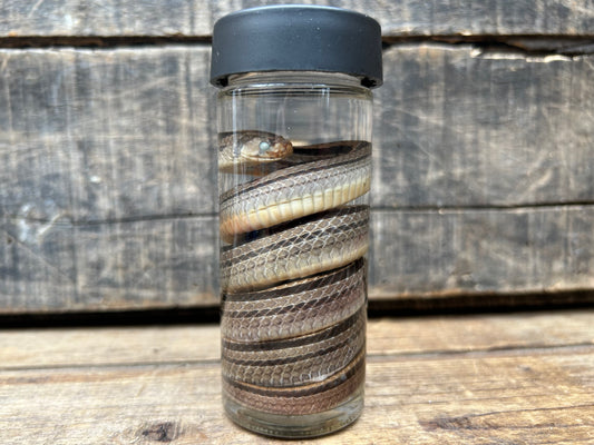 Snake Wet Specimen