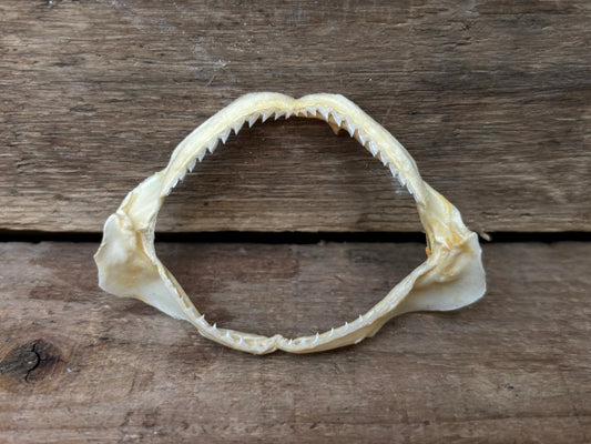 Spot-Tail Shark Jaw