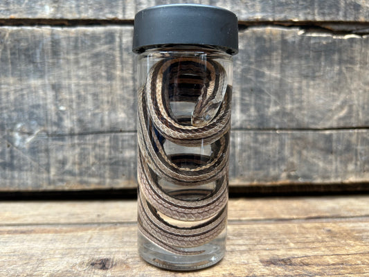 Snake Wet Specimen
