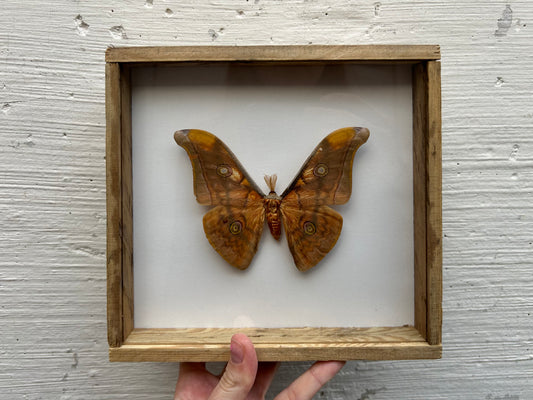 Framed Silk Moth