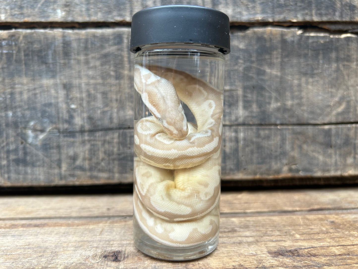 Baby Ball Python Wet Specimen