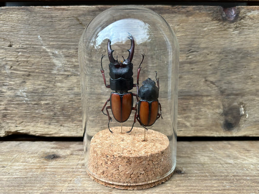 Beetle Pair Display