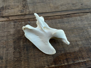 Coyote Axis Bone