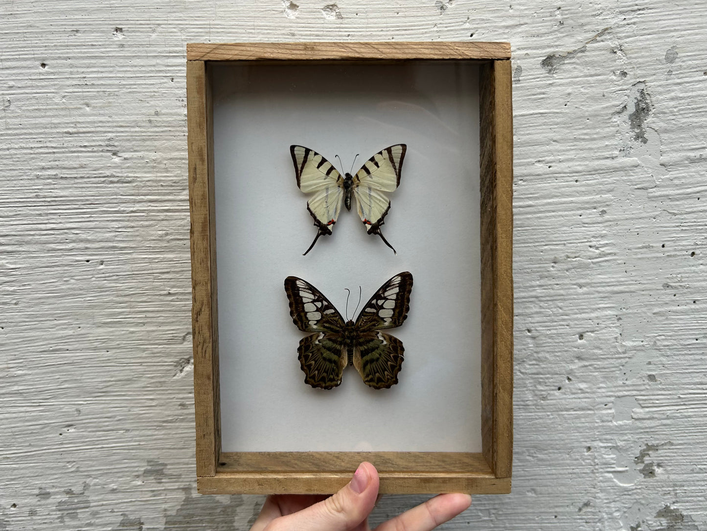 Framed Butterflies