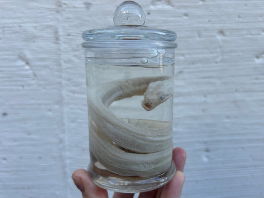 Fetal Boa Wet Specimen