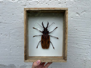 Framed Sabertooth Longhorn Beetle