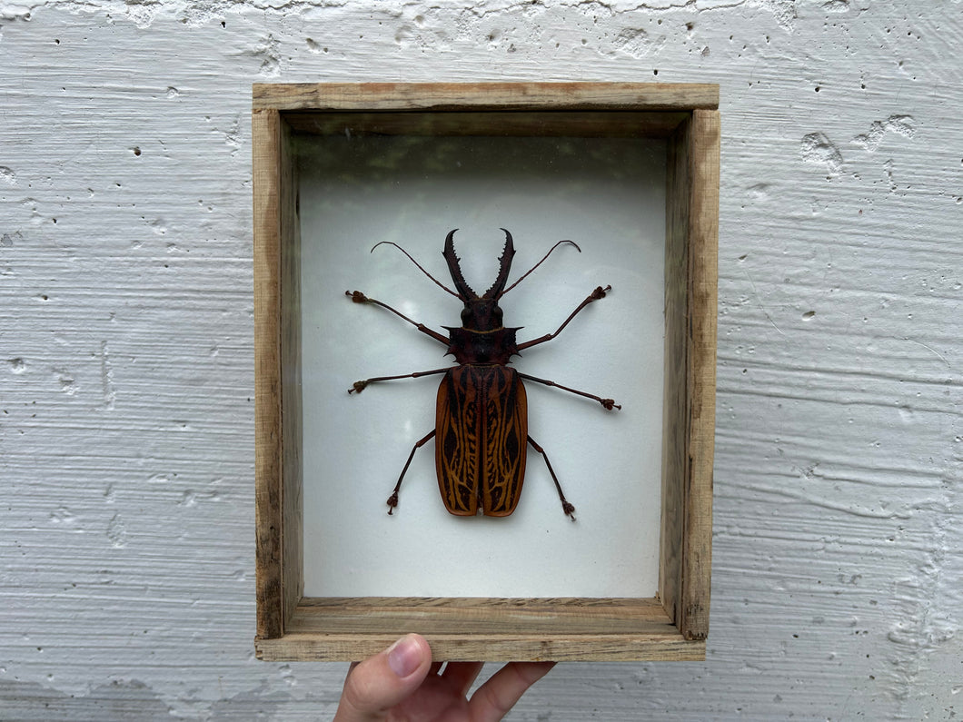 Framed Sabertooth Longhorn Beetle