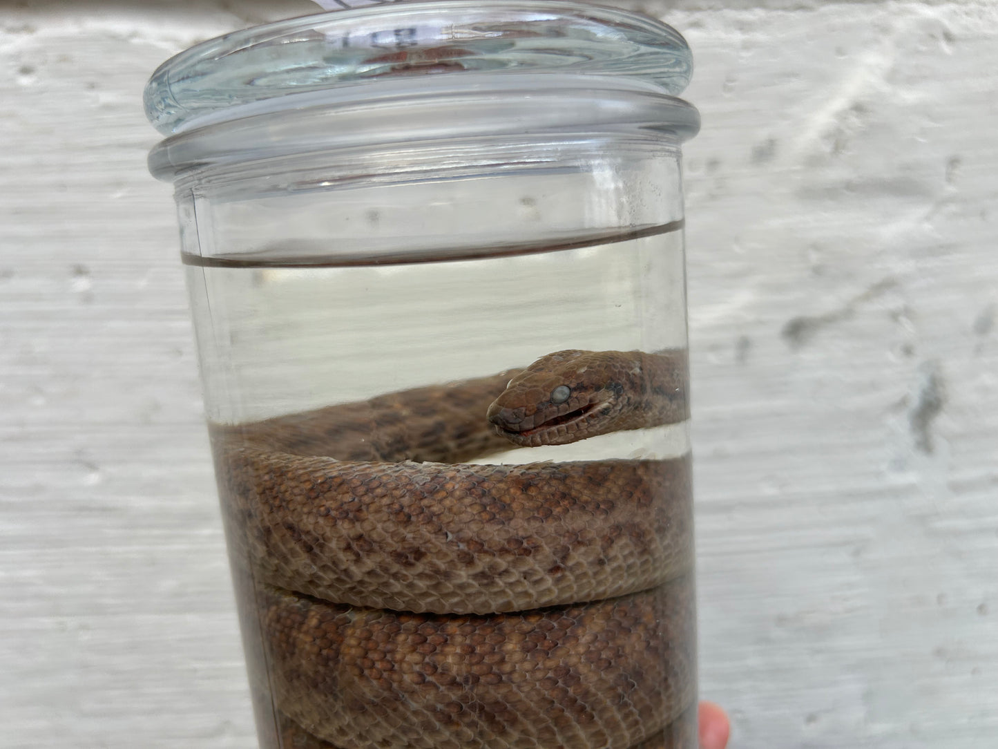 Anthill Python Wet Specimen