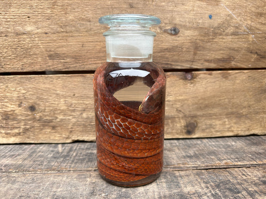 Snake Wet Specimen