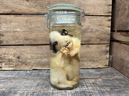 Fetal Great Pyrenees Puppy Wet Specimen