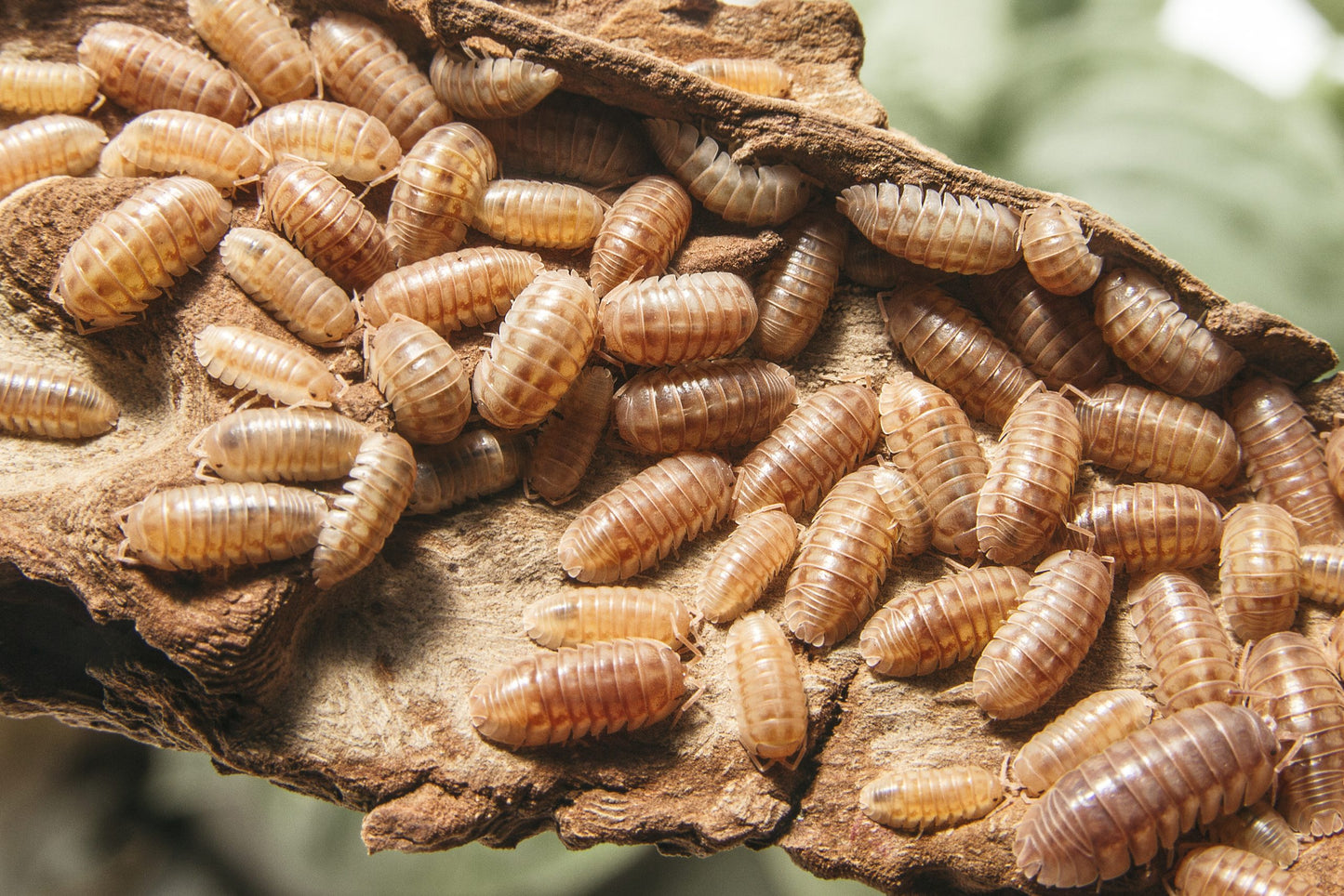 Armadillidium nasatum "peach"