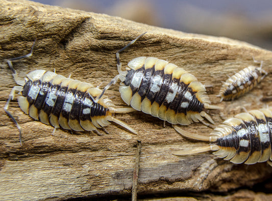 Porcellio expansus "Orange"