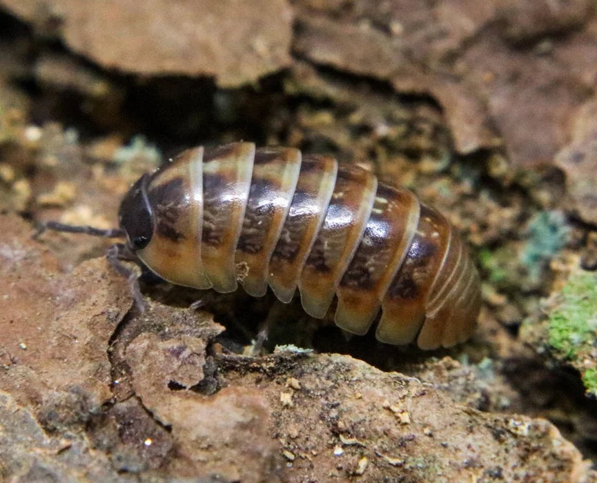 Armadillidium vulgare "Punta cana"