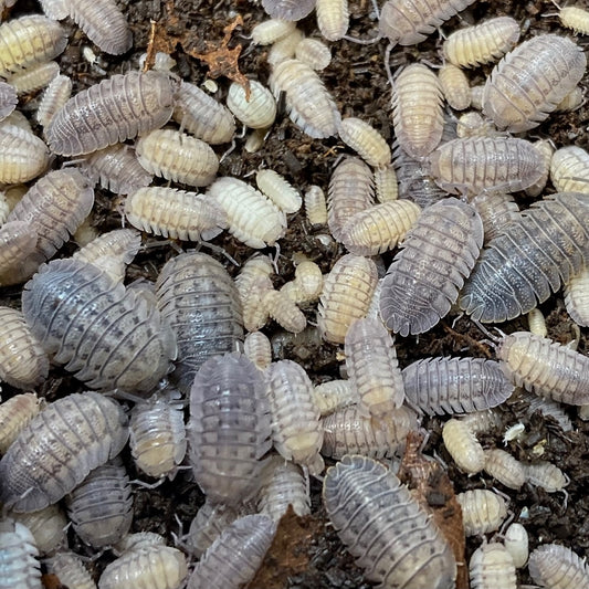 Armadillidium peraccae "rough roly poly"