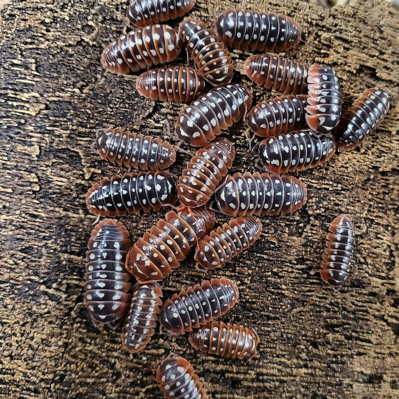 Armadillidium klugii "Dubrovnik High Red"