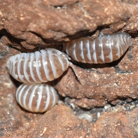 Armadillidium maculatum "chocolate"