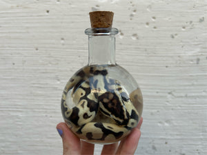 Ball Python Wet Specimen