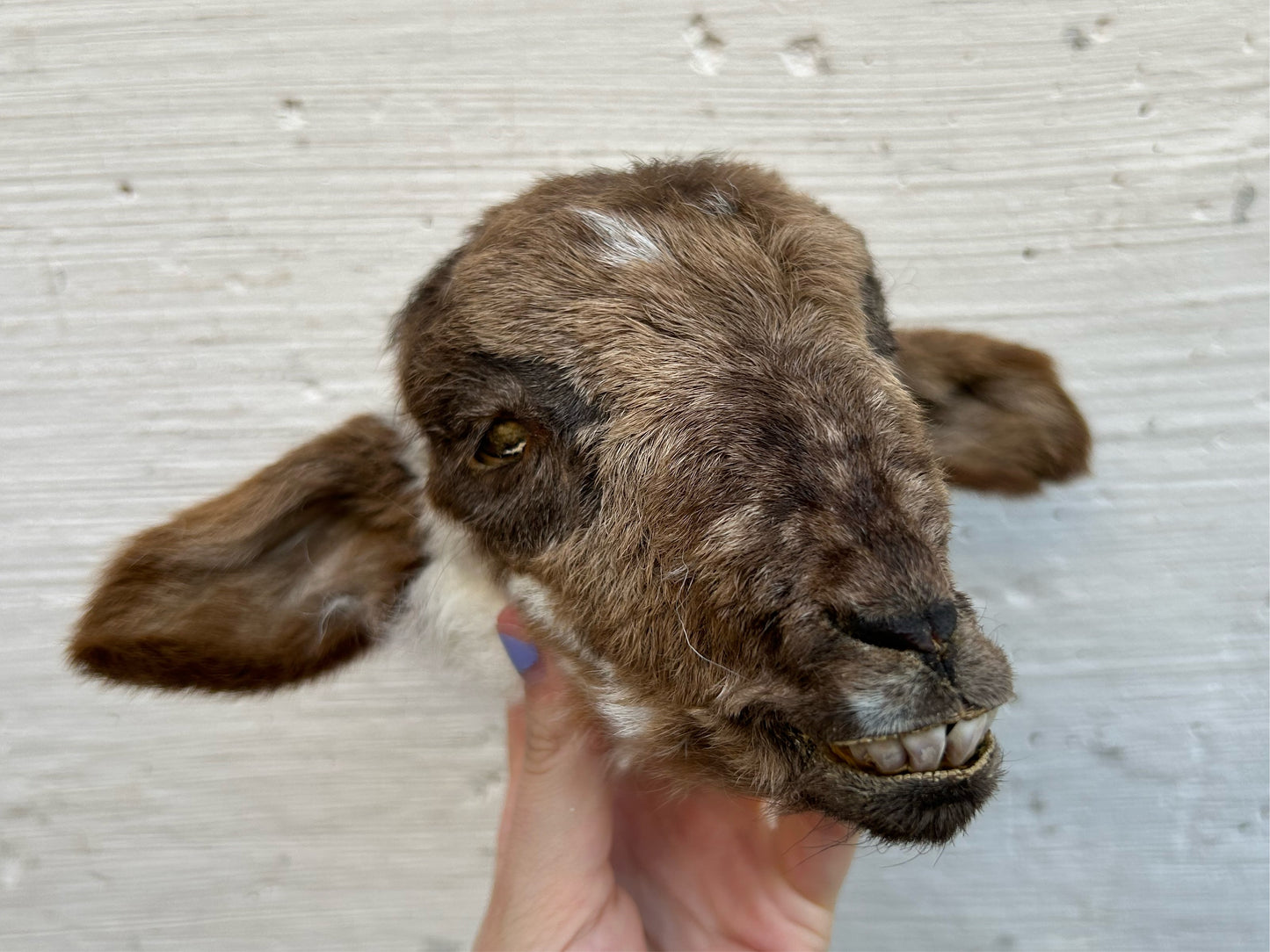 Mummified Goat Head