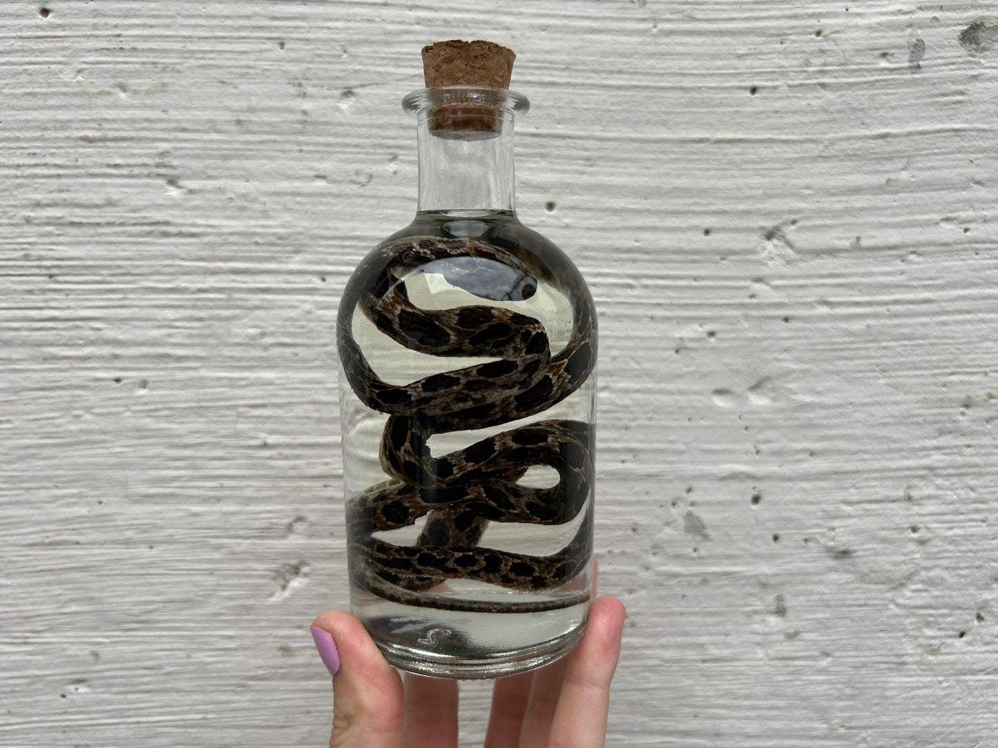 Snake Wet Specimen