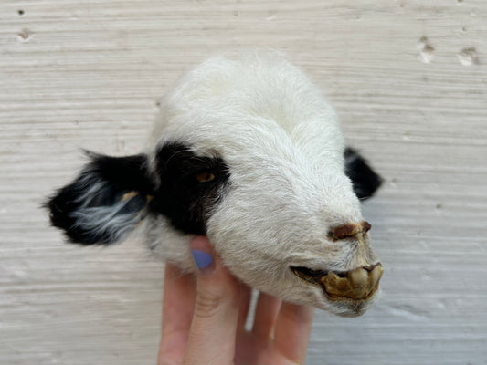 Mummified Lamb Head
