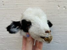 Mummified Lamb Head