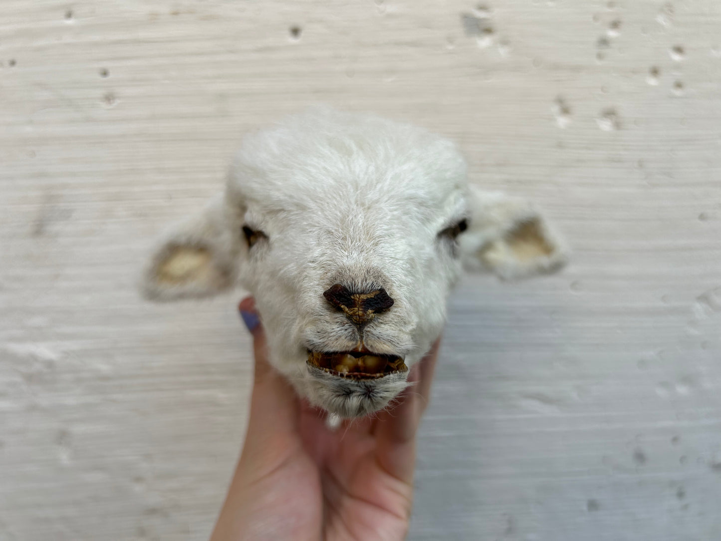 Mummified Lamb Head