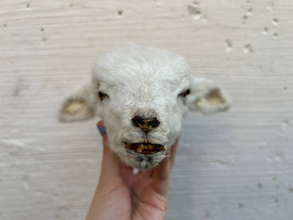 Mummified Lamb Head