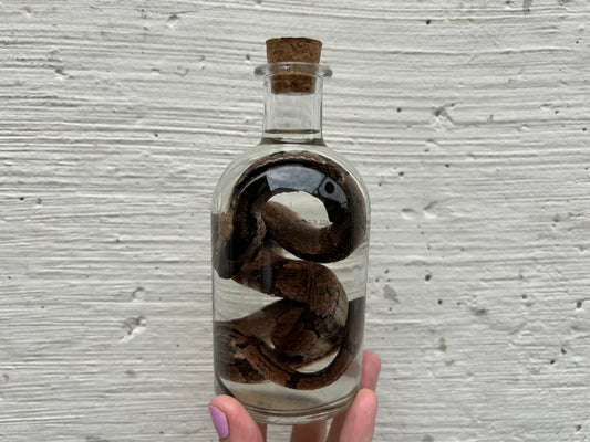 Snake Wet Specimen