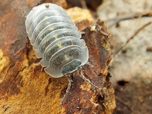 Armadillidium depressum