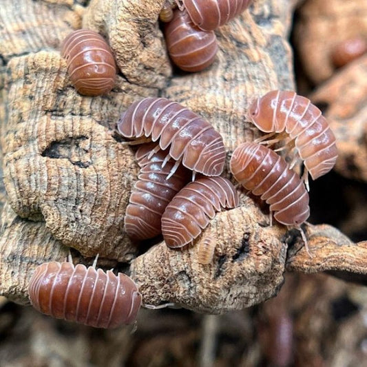 Armadillo officinalis "Orange Crush"