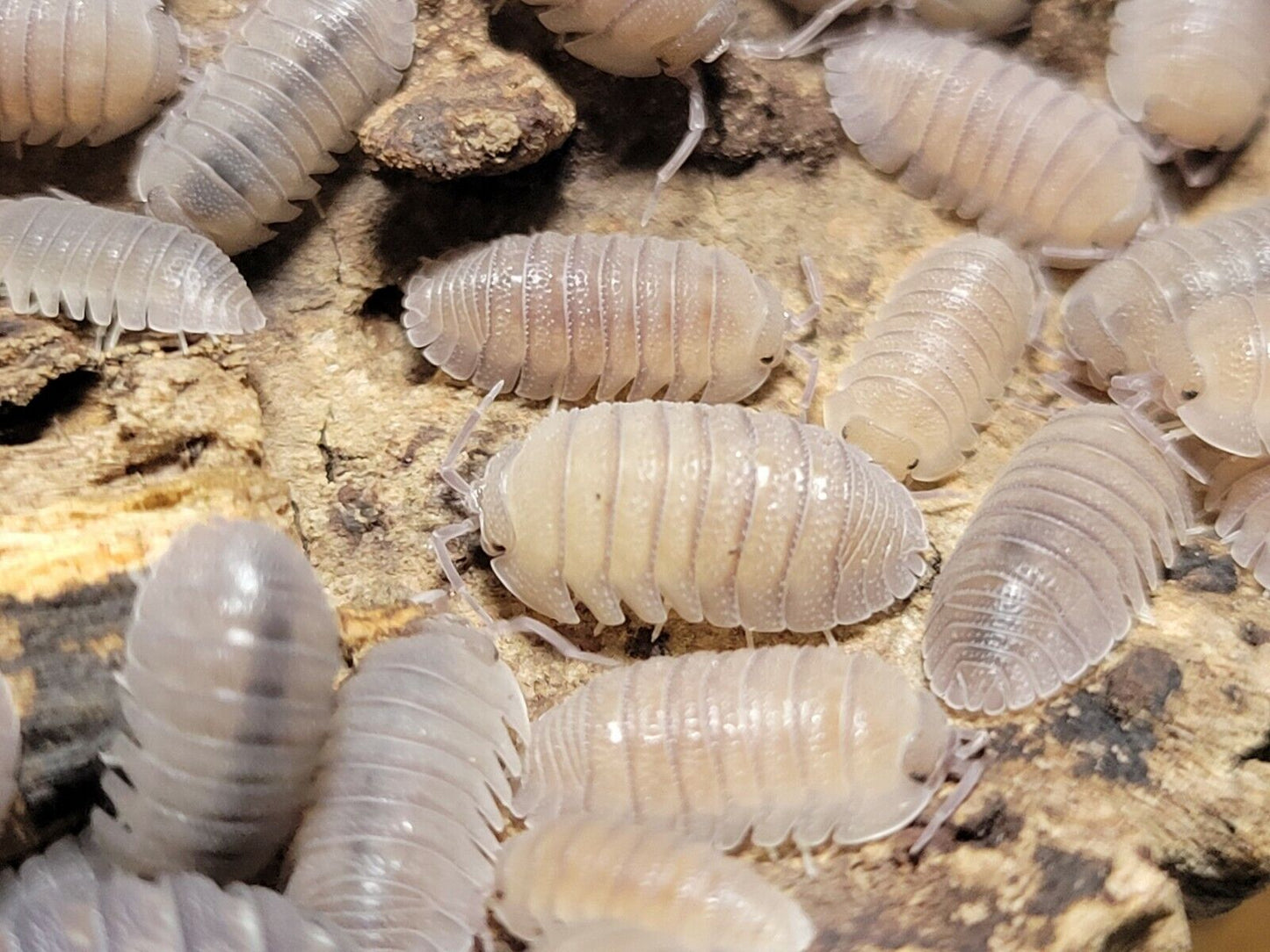 Armadillidium omblae "Sandstone"