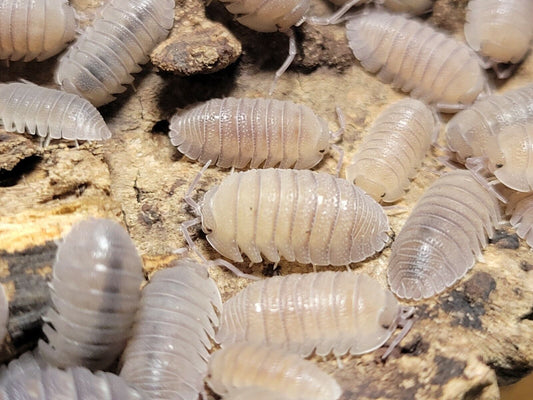 Armadillidium omblae "Sandstone"