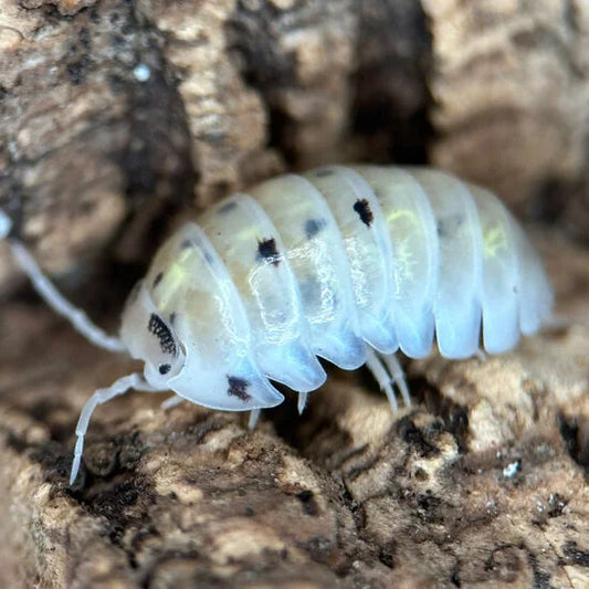 Armadillidium vulgare "Magic Potion - Japan"