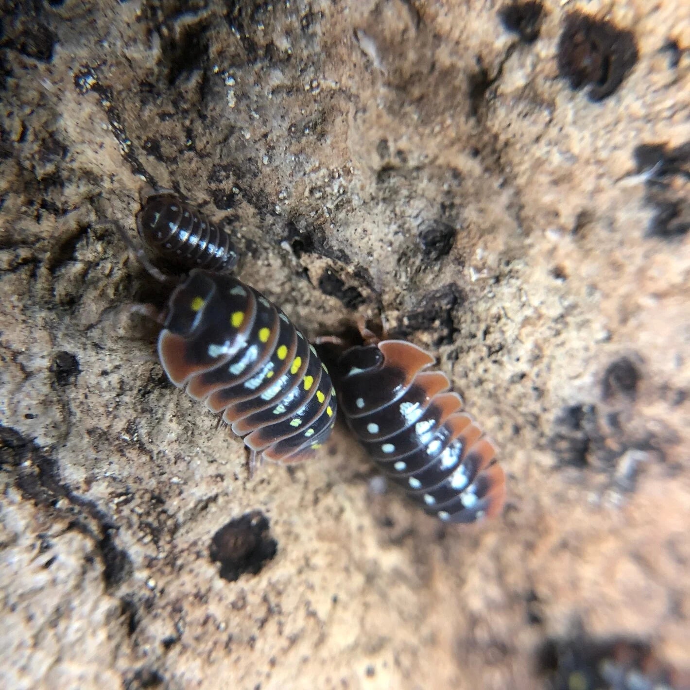 Armadillidium klugii "Montenegro"