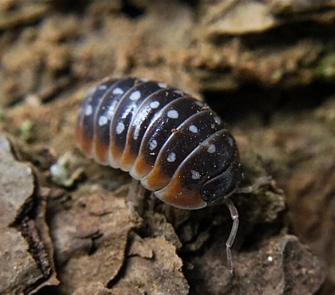 Armadillidium klugii "Dubrovnik"