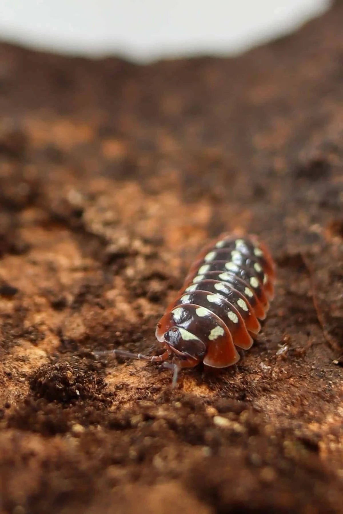 Armadillidium klugii x versicolor "Twisted Clown"